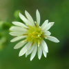 Aster (31 KB)