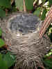 Baby robins (74KB)