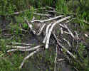 Beaver bones (158KB)