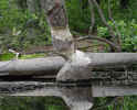 Beaver sculpture (103KB)