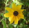 Black-Eyed Susan (43KB)