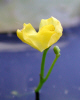 Bladderwort.jpg (22610 bytes)