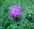 Bull thistle (55KB)