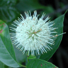 Buttonbush (56KB)