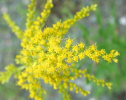 Canada goldenrod (58KB)