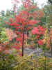 Corner of pond (90KB)