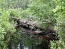 Dead tree forms a bridge (166KB)