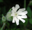 EveningLychnis.jpg (32895 bytes)