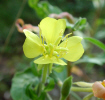 Evening primrose (38KB)
