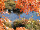 SunnyDay (157KB)