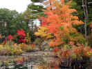 Rock in Fall (258KB)