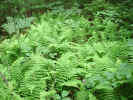 Fern gully (136KB)