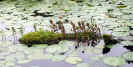 Floating log garden (90KB)