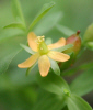 Little flower on edge of pond (26KB)