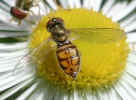 Fly on wild daisy (63KB)