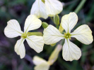 Four-leaf flower with veins (53KB)