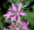 Fragile pink flower stalk (45KB)