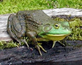 Bull frog