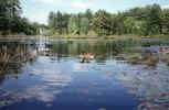 Canada geese on pond in spring (96KB)