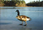 Goose with broken wing on icy pond (61KB)