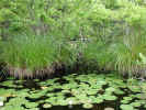 Tall pond grass (name?) (154KB)