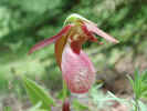 LadySlipper.jpg (56410 bytes)