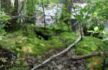 Mossy mound next to beaver den (175KB)