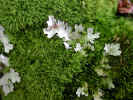 Lichen and moss (121KB)