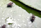 Lily pad fleas? (77KB)