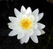 Fragrant water lily (30KB)