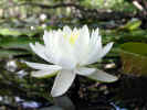 Side view of fragrant water lily (60KB)