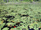 Variety of lily pads (167KB)