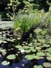 Lily pads and pond grass (91KB)