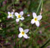 Little blue flowers (45KB)