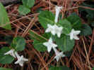 Little flowers on floor of path around pond (79KB)