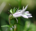 Lobelia (34KB)