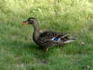Female mallard (42KB)