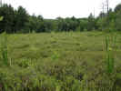 Marsh at end of pond in Boxford State Forest  (118KB)