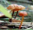 Small mushrooms (51KB)