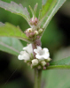 Mini white buds (29KB)