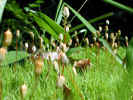 Macro view of moss and pod stalks (100KB)