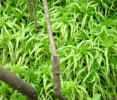 Close up view of moss (109KB)