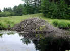 Small mound built by beavers for what? (122KB)