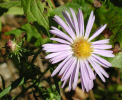 New York Aster (75KB)