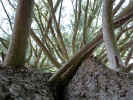 Looking up a large white pine tree (107KB)