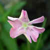 Wild flower (or weed?) (34KB)