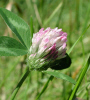 Red clover (45KB)