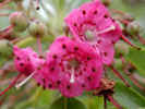 Flowers of a marsh plant (65KB)