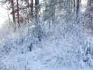 SnowCoat.jpg (138556 bytes)