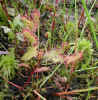 Colorful sundew, an insectivorous plant (103KB)